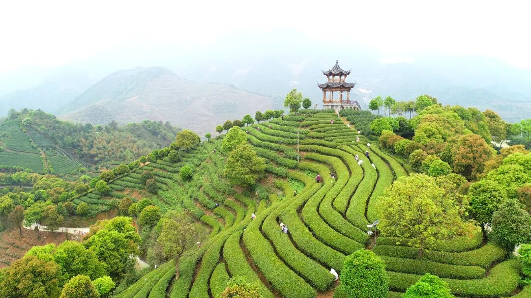 Wuyi-Tea-garden-2 Wuyi-Tea-garden-2